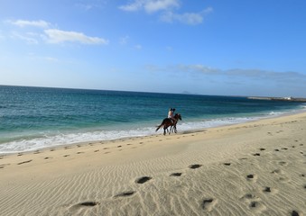 Horses on the  beach Santa Maria, Sal Island , CAPE VERDE
