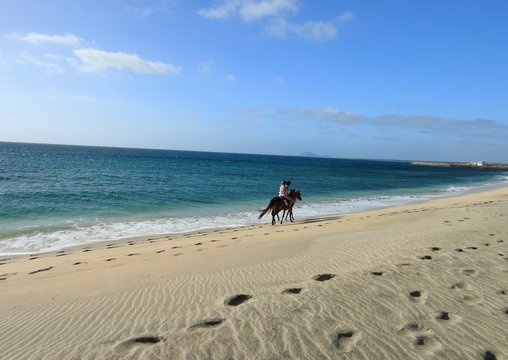 Horses on the  beach Santa Maria, Sal Island , CAPE VERDE
