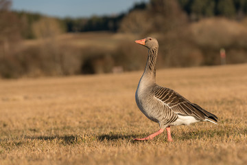 wildliving goose in the black forrest