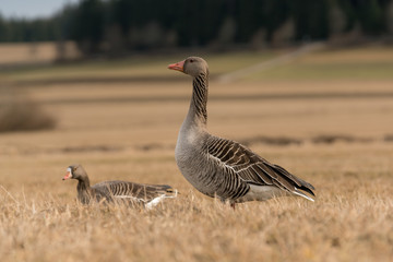 wildliving goose in the black forrest
