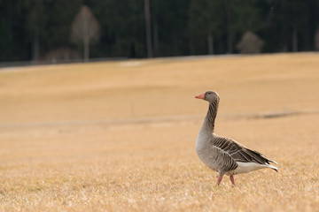 wildliving goose in the black forrest
