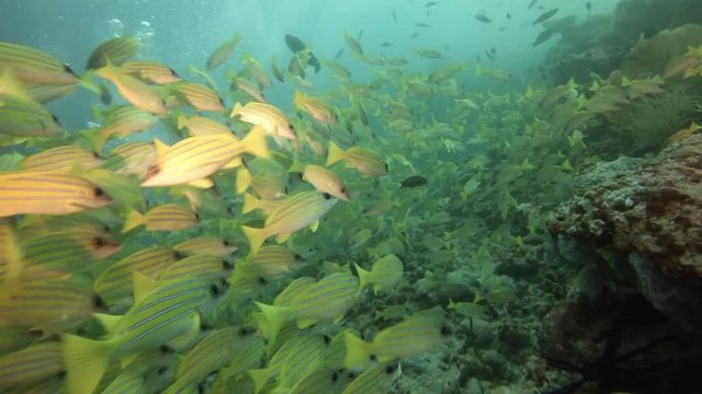 Underwater diving in Maldives with lots of fish around