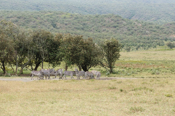 Wildlife Zebra in Africa