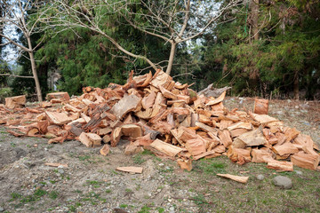 a lot of spruce tree firewood outdoor