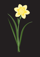 Obraz na płótnie Canvas flower narcissus yellow light on a black background art abstract creative vector
