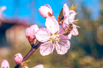 Bee on sweet peach blossoms in early spring © k_samurkas