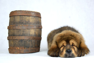 Słodki Mastiff Tybetański śpi obok beczki - obrazy, fototapety, plakaty