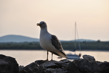 Möve