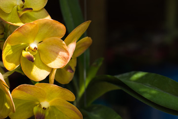 Obraz premium Orchid