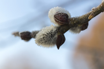 Buds on a tree in frost in March