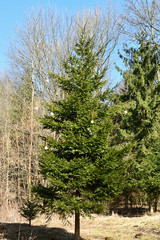 Fototapeta premium Spruce forest hung with Christmas ornaments