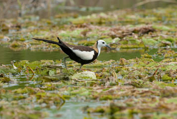 Pheasant-tailed Jacana