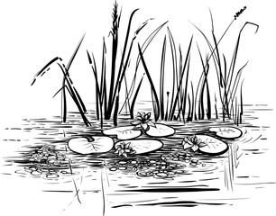 Vector illustration with reed and water lilies in the pond.