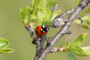 Ladybird on a branch with leaves
Божья коровка на веточке с листиками