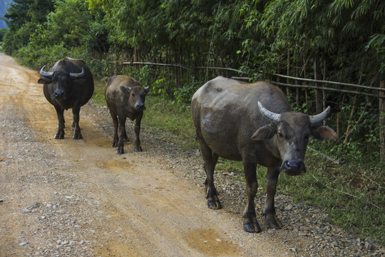 Cattle family met on a dirt road in Laos countryside