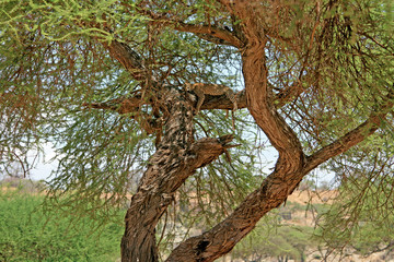 Leopard schlafend im Baum
