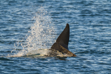 Fototapeta premium Killer Whale, Orca, hunting a sea lion pup, Peninsula Valdez, Patagonia Argentina
