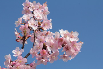 青空と河津桜
