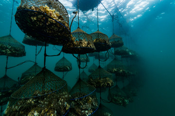 Oyster Farm