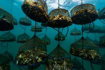 Oyster Farm