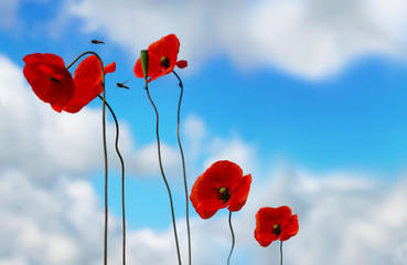 Beautiful red poppies with soft focus on a blue sky background with white clouds. Background template summer spring border wallpaper. Bright colorful artistic image.