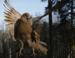 A brown dove in flight. Close-up. A beautiful pigeon flies freely in the forest. Nature.