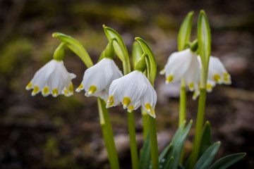 Obraz premium Close-up shot of white spring snowflake flowers