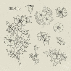 Dog rose medical botanical isolated illustration. Plant, flowers, fruit, leaves, hand drawn set. Vintage sketch.