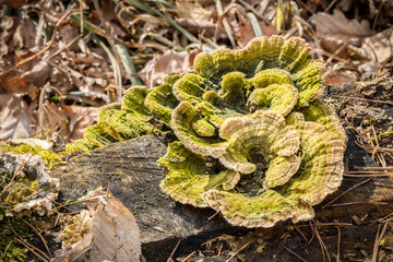 Polypore mushroom Trametes versicolor