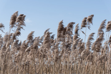 Fototapeta premium common reed phragmites australis against blue sky
