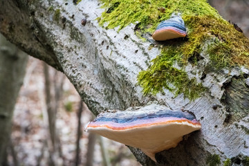 Fomitopsis pinicola known as the red-belt conk - obrazy, fototapety, plakaty