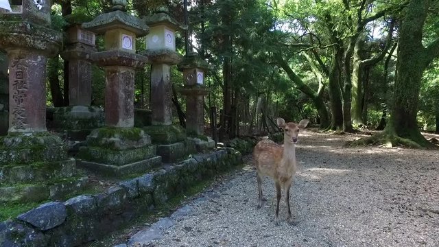 Deer Standing in the shrine garden at  Kyoto, Japan