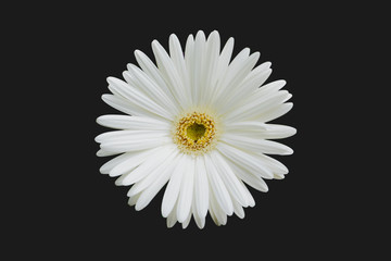 white gerbera