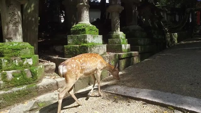 Deer walking in the shrine garden at  Kyoto, Japan