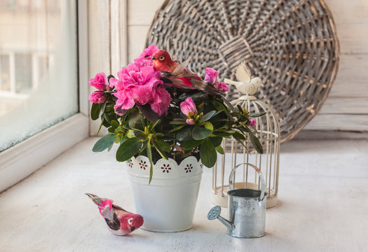 Pink azalea  and watering can on the window