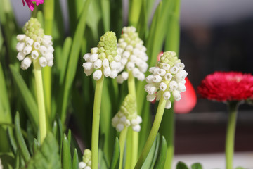 Armenische Traubenhyazinthe (Muscari armeniacum)