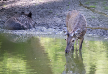 Red deer drinking water in forest