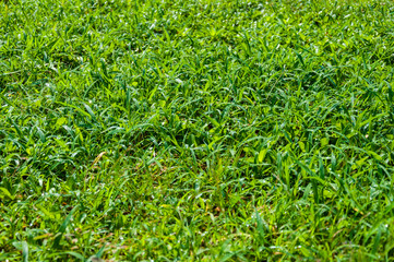 Fresh wet Green grass texture background