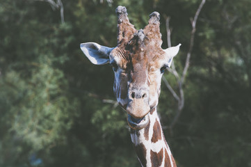 Obraz premium Portrait de girafe