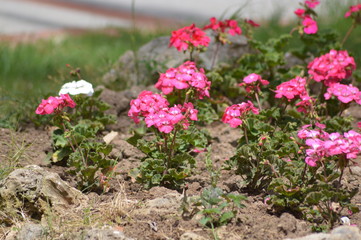 Obraz premium flowers in garden