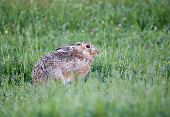 Wild rabbit in grass