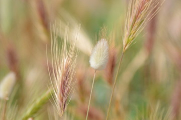 Herbs