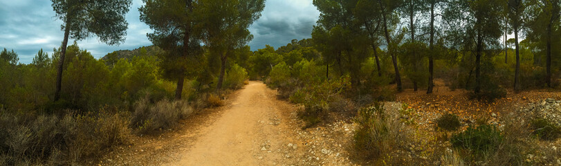 trail path at forest at mallorca