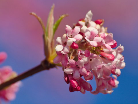 Winter-Schneeball (Viburnum bodnantense)