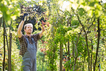 Man clipping branch in garden