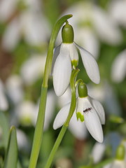 Schneeglöckchen (Galanthus nivalis)