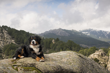 Dog rests on the rock at the top of the mountain contemplating a beautiful landscape