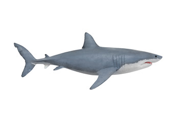 Fototapeta premium Żarłacz biały - Carcharodon carcharias to największa znana na świecie istniejąca ryba drapieżna. Zwierzęta na białym tle.