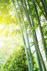 Deurstickers Bamboe het bamboebos