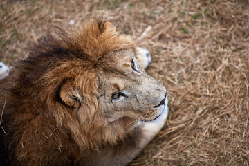 Beautiful Lion in savanna.